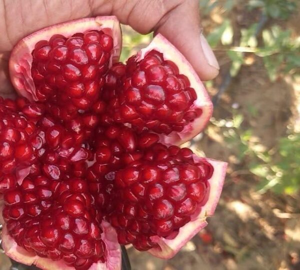 Pomegranate