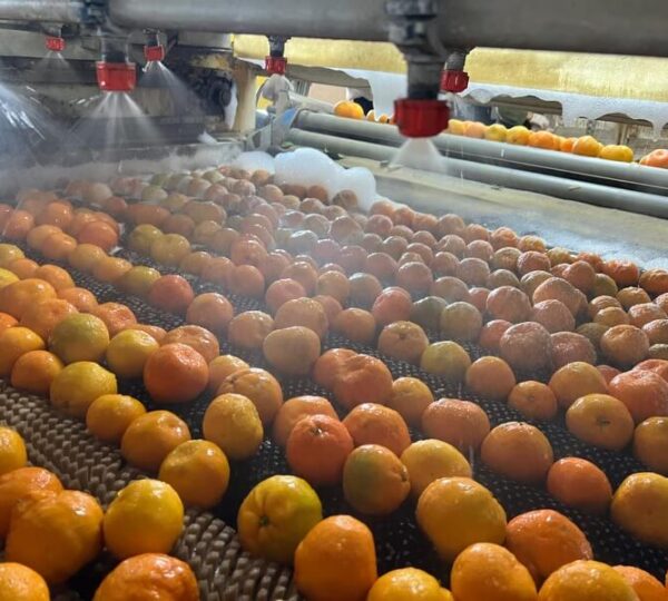 Mandarin