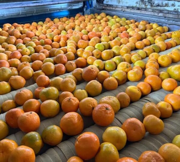 Mandarin